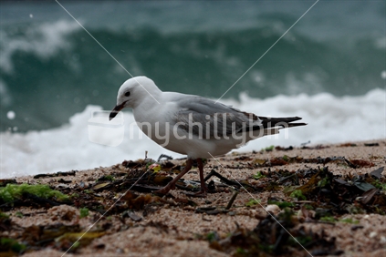 Seagull at Oriental Bay Beach
