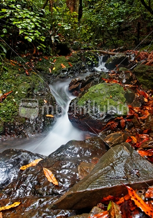 Stream at Belmont Regional Park Waterfall walk; Lower Hutt, New Zealand