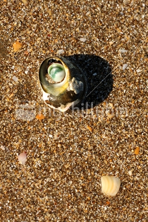 Closeup of a sandeye 