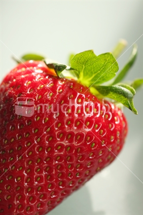 Fresh strawberry 
