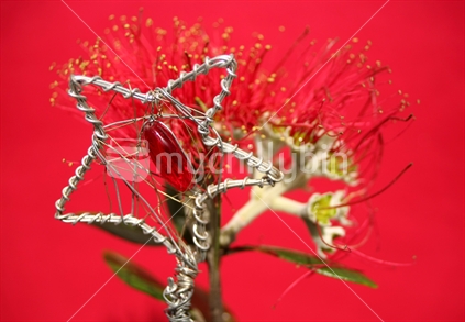 Christmas star with a Pohutukawa branch