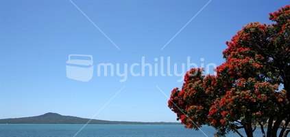 Blooming Pohutukawa tree with Rangitoto Island, taken at St Heliers 