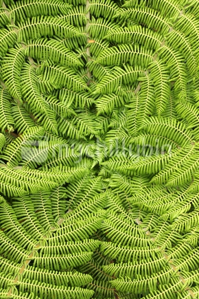 Closeup of a fern 