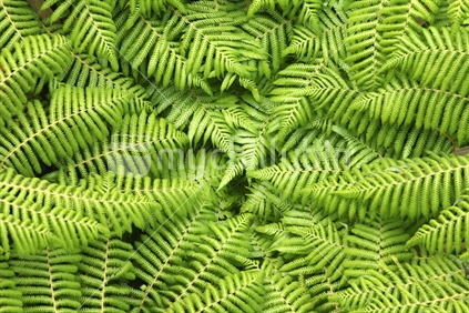 Closeup of a fern 