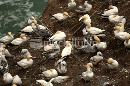 Gannet colony at Muriwai 