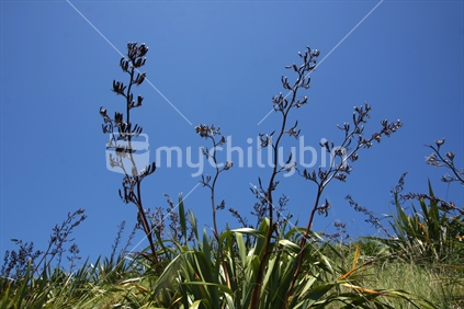Flax against blue sky 