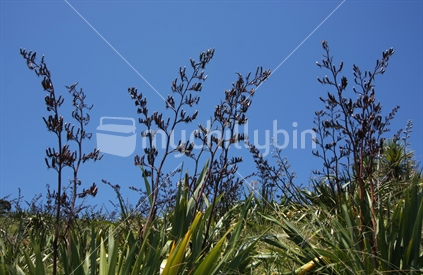 Flax against blue sky 