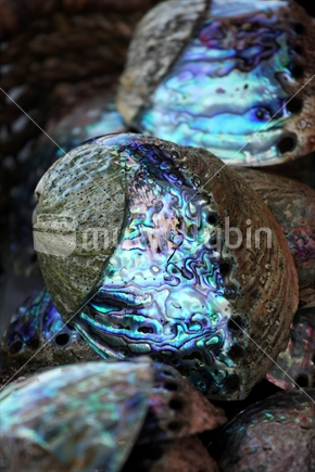 Paua shells 