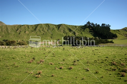 Landscape seen from the TranzCoastal train between Kaikoura and Blenheim, New Zealand 