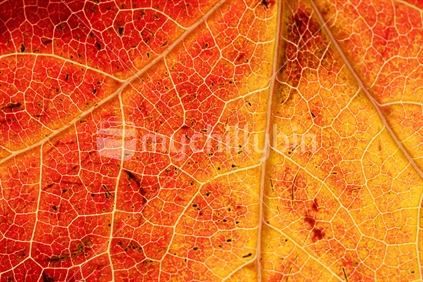 Closeup of a leaf 