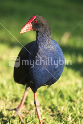 Pukeko, NZ native bird 