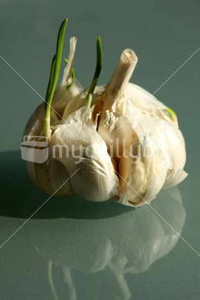 A bulb of garlic 
