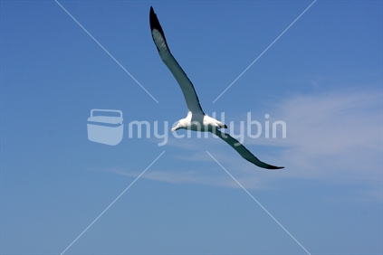 Southern Royal Albatross in flight 
