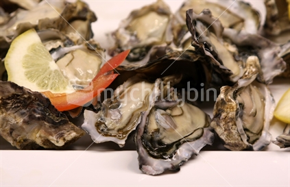 Oysters
