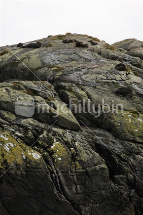 Fur seal colony, Doubtful sound, Fiordland, South Island
