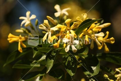 Australian frangipani
