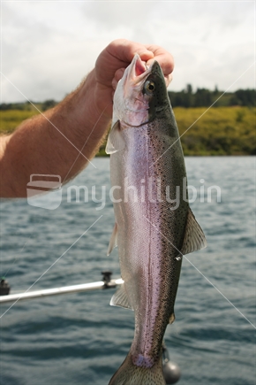 Rainbow trout caught at Lake Taupo
