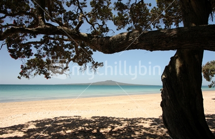 Pohutukawa tree at Takapuna beach with Rangitoto Island, New Zealand