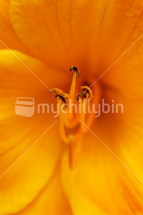 Lily closeup
