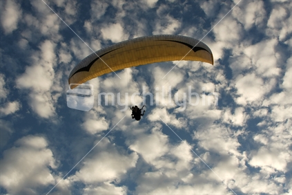 Paraglider at North Head, North Shore, New Zealand
