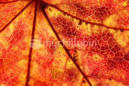 Autumn leaf
