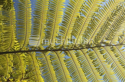 Fern detail, New Zealand plantlife
