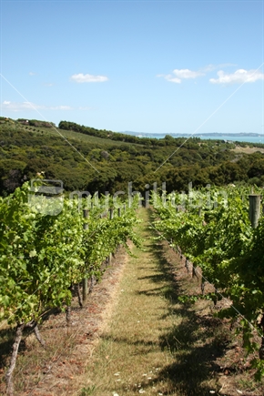 Vineyard at Waiheke Island near Auckland, North Island, New Zealand
