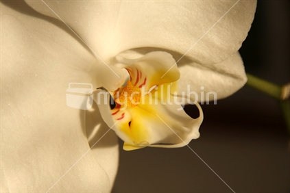 White moth orchid
