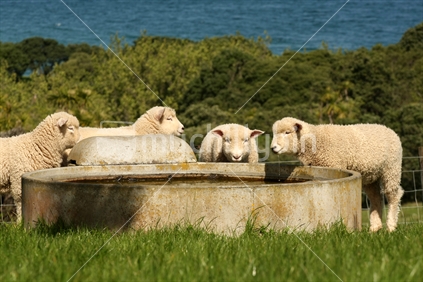 Sheep family drinking, New Zealand

