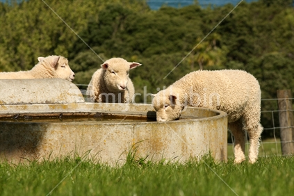 Sheep family drinking
