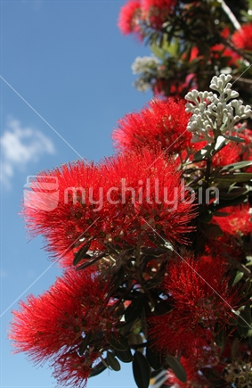 Pohutukawa Flower - Native of New Zealand