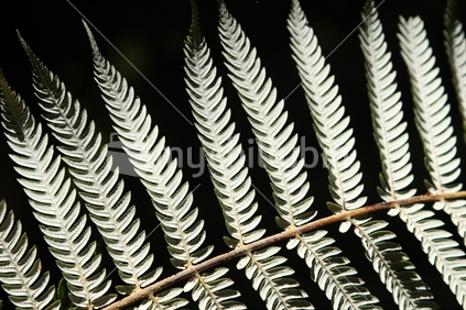 Native New Zealand Silver fern plant
