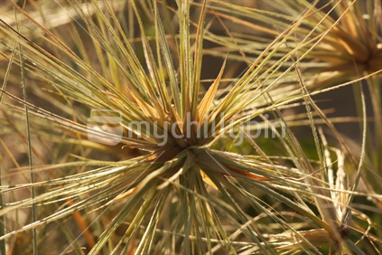 spinifex
