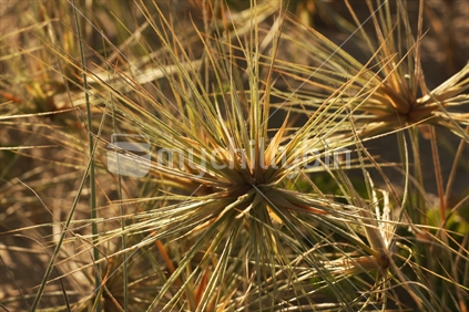spinifex
