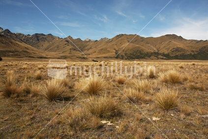 Tussock high country near Queenstown, South Island, New Zealand
