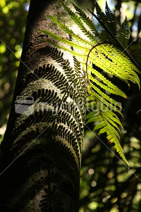 silhouette of a fern 
