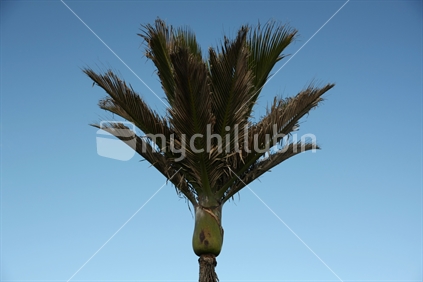 Nikau palm, symbol of Punakaiki, South Island