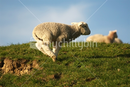 A lamb jumping around