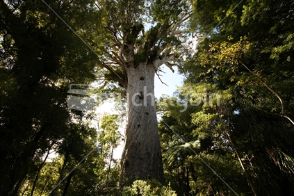 Tane Mahuta, New Zealand's largest known living kauri tree, Northland
