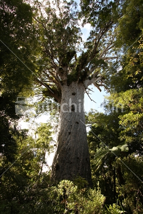 Tane Mahuta, New Zealand's largest known living kauri tree, Northland.
