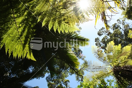 Ferns in rainforest at Truman Track, Punakaiki, New Zealand. 