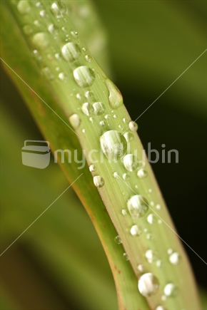 Raindrops on leaves of grass.