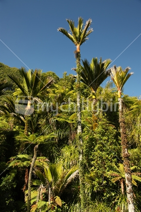 Nikau palms, Punakaiki, New Zealand.
