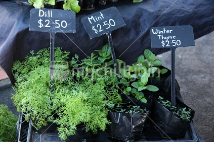 Organic herbs (dill, mint and winter thyme) on display at a Farmers' Market in New Zealand.
