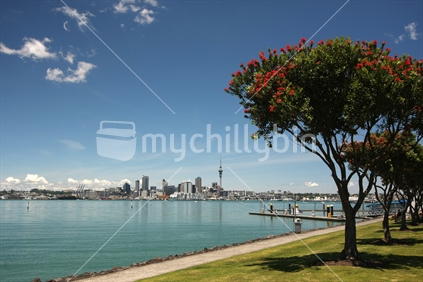 Auckland skyline seen from Bayswater Marina, with Pohutukawa tree in the foreground, Auckland, New Zealand
