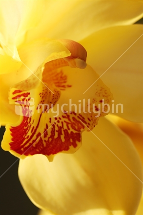 closeup of a yellow orchid