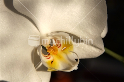 closeup of a white moth orchid
