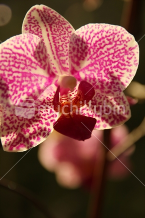 closeup of a pink orchid
