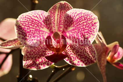 pink orchid
