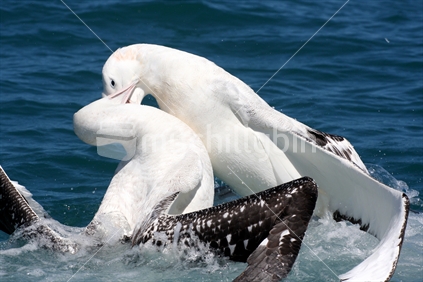 Fighting Albatross
